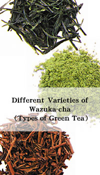 Different Varieties of Wazuka-cha (Types of Green Tea)