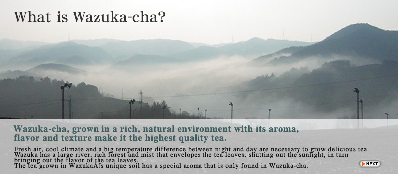 What is Wazuka-cha?
