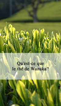 Qu'est-ce que le thé de Wazuka ?