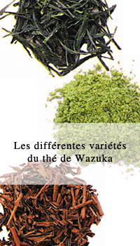 Les différentes variétés du thé de Wazuka